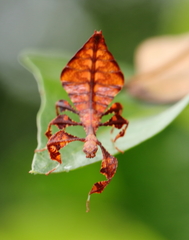 Phylliini
