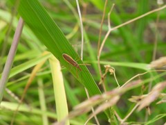 Zelus cervicalis