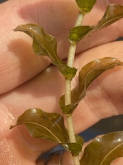 Potamogeton illinoensis