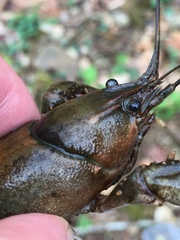 Cambarus extraneus
