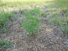 Euphorbia spathulata