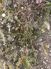 Astragalus versicolor