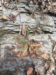 Pellaea atropurpurea