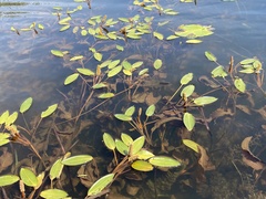 Potamogeton illinoensis