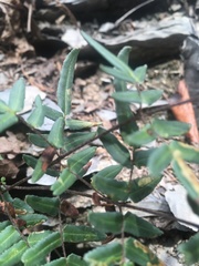 Pellaea atropurpurea