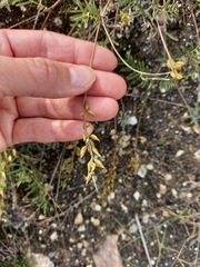 Astragalus versicolor