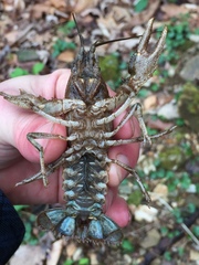 Cambarus extraneus