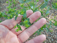Euphorbia spathulata
