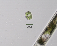 Euastrum denticulatum