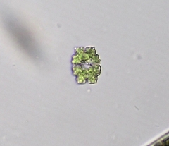 Euastrum denticulatum