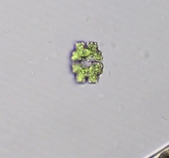 Euastrum denticulatum