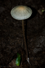 Panaeolus cyanescens