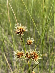 Cladium mariscoides