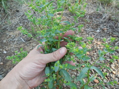 Euphorbia spathulata