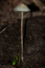 Panaeolus cyanescens