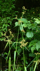 Scirpus georgianus