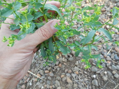 Euphorbia spathulata