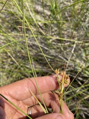 Cladium mariscoides