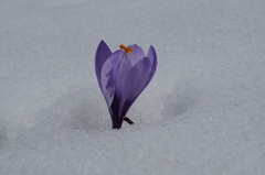 Crocus vernus