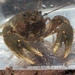 Chickamauga Crayfish - Photo (c) Daniel Folds, some rights reserved (CC BY-NC), uploaded by Daniel Folds