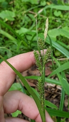 Carex scabrata