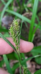 Carex scabrata