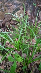 Carex scabrata