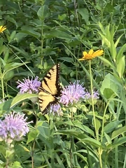 Papilio glaucus