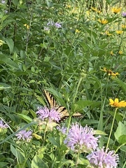 Papilio glaucus