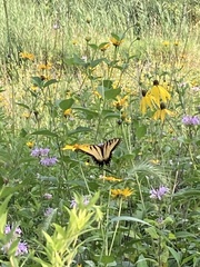 Papilio glaucus
