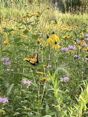 Papilio glaucus