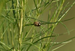 Leptinotarsa lineolata