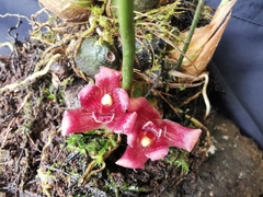 Maxillaria auyantepuiensis