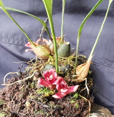 Maxillaria auyantepuiensis