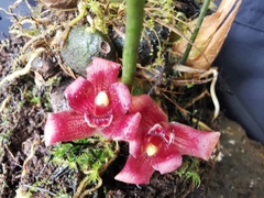 Maxillaria auyantepuiensis