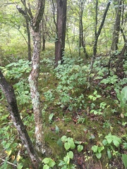 Delphinium exaltatum