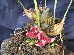 Maxillaria auyantepuiensis