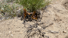 Hemileuca eglanterina