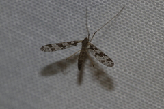 Protanyderus margarita