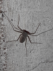 Acanthophrynus coronatus