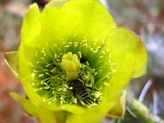 Opuntia lasiacantha