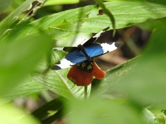 Heliconius sapho leuce
