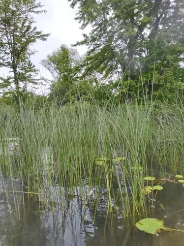 slender bulrush (Schoenoplectus heterochaetus)