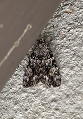 Catocala lineella
