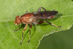 Hammerschmidtia