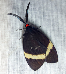 Pidorus