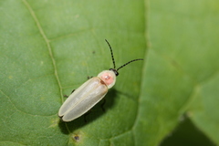 Photinus marginellus