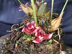 Maxillaria auyantepuiensis