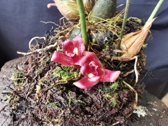 Maxillaria auyantepuiensis