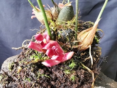 Maxillaria auyantepuiensis